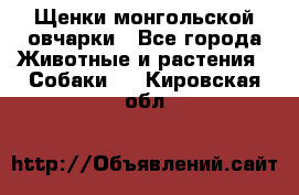 Щенки монгольской овчарки - Все города Животные и растения » Собаки   . Кировская обл.